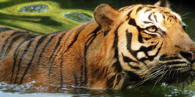 Harimau at Zoo Negara Malaysia - Jomsale