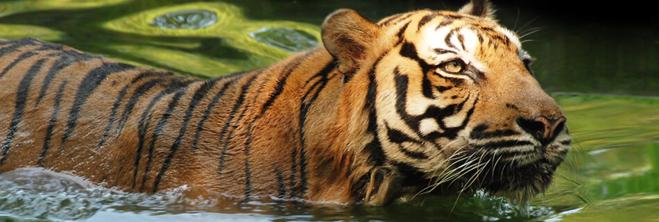 Harimau at Zoo Negara Malaysia - Jomsale